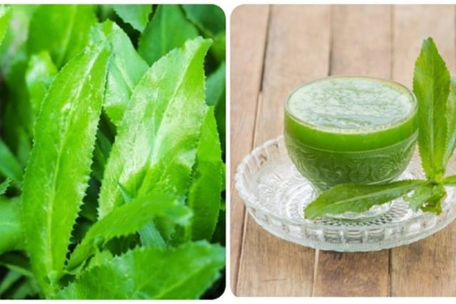 Nước lá mùi tàu có tác dụng chữa bệnh gì?